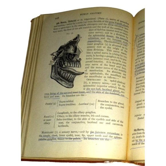 Vtg Compend of Human Anatomy Hardcover Book 8th Ed 1953 Dr Sam Potter - Picture 1 of 7